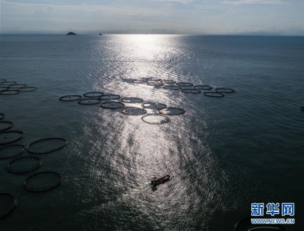 東海“海上牧場”迎豐收 碧海藍天奏響漁歌